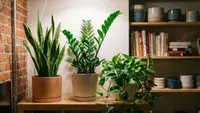 9 Tanaman Hias yang Cocok untuk Kamar Tanpa Jendela, Tingkatkan Kualitas Udara