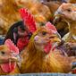 Ayam terlihat di peternakan unggas di Temerloh, Pahang, Malaysia, Selasa (31/5/2022). Perdana Menteri Malaysia Ismail Sabri Yaakob mengatakan pada 23 Mei, Malaysia akan menghentikan ekspor 3,6 juta ayam sebulan mulai 1 Juni dan seterusnya di tengah melonjaknya harga dan kekhawatiran pasokan. (Mohd RASFAN/AFP)