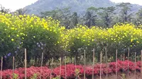 Petani di Bobosan, Banyumas menanam bunga-bungaan refugia untuk perangkap hama. (Foto: Liputan6.com/Widiarso untuk Muhamad Ridlo)