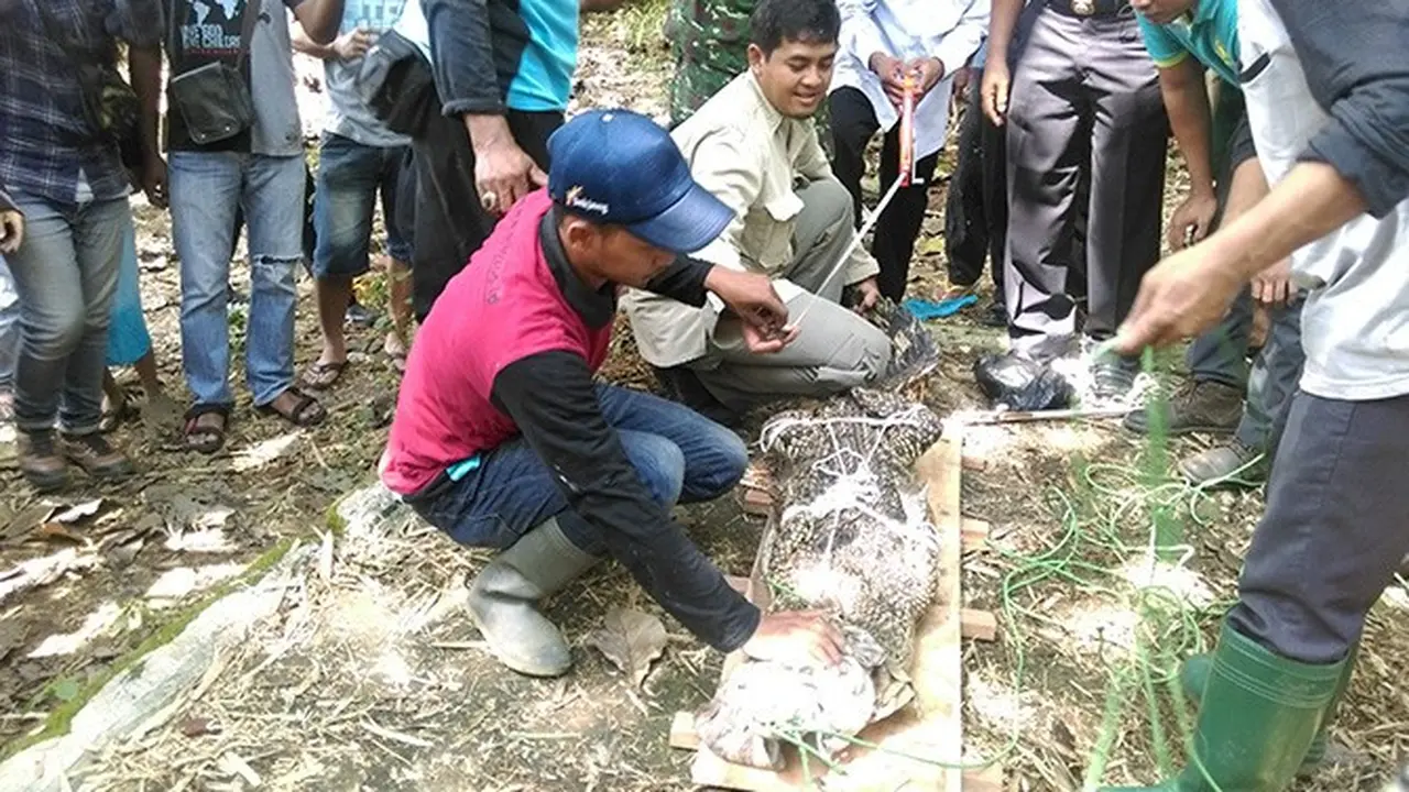 Buaya