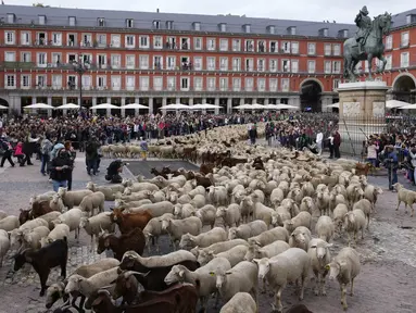 Sekawanan domba digiring melintasi Plaza Mayor, Madrid, Spanyol, Minggu (23/10/2022). Suara mengembik dan lonceng sekitar 1.200 domba dan 200 kambing mengambil alih pusat kota Madrid. (AP Photo/Paul White)