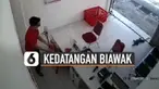 Terekam kamera cctv aksi kaget pegawai pengiriman paket saat kedatangan tamu seekor biawak.