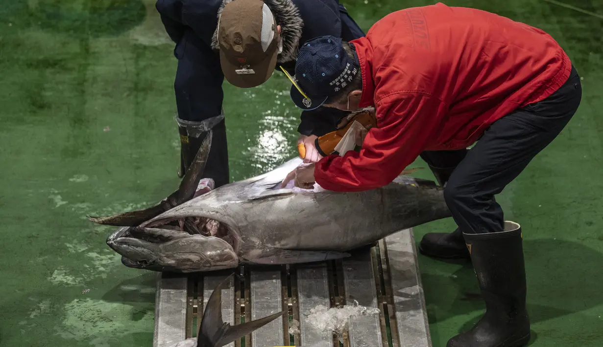 Penjual dan pembeli grosir memeriksa tuna saat mereka menghadiri lelang tuna pertama Tahun Baru di pasar ikan Toyosu di Tokyo (5/1/2023). Sejak pagi ratusan peserta lelang juga turut memeriksa kualitas daging ikan tuna tersebut. (AFP/Richard A. Brooks)