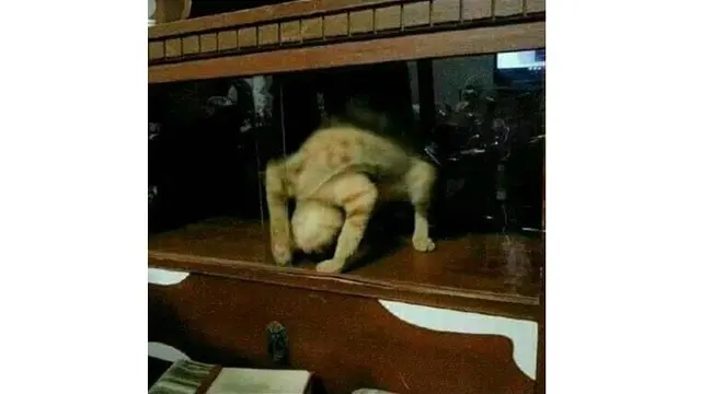 6 Potret Kucing Bergaya Akrobat Ini Bikin Gemas, Ada yang Kayang