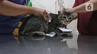 Petugas mempersiapkan operasi sterilisasi kucing di Klinik Hewan, kawasan Tebet, Senin (21/9/2020). Sudin Ketahanan Pangan, Kelautan, dan Pertanian (KPKP) Jakarta Selatan bekerjasama dengan sejumlah klinik hewan menggelar sterilisasi kucing dan vaksinasi rabies gratis. (Liputan6.cm/Herman Zakharia)