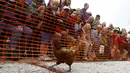 Seekor ayam betina terlihat melewati garis finis dalam World Hen Racing Championships di Bonsall, Inggris, Sabtu (1/8/2015). Sejumlah ayam betina adu kecepatan untuk menjadi pemenang dalam kejuaran tersebut. (Reuters/Darren Staples)