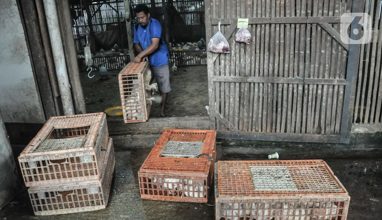 Pekerja memindahkan ayam yang akan dijual ke pembeli di agen ayam potong kawasan Cipinang Melayu, Jakarta Timur, Senin (19/12/2022). Saat ini, harga ayam potong dijual Rp 33.000 - Rp 40.000 per kilogram, naik dibandingkan bulan lalu sekitar Rp 25.000 - Rp 30.000 per kilogram. (merdeka.com/Iqbal S. Nugroho)