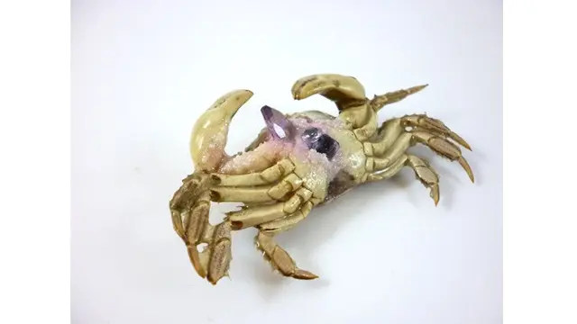 Manfaatkan Cangkang Kepiting Jadi Perhiasan, 7 Hasilnya Mengagumkan