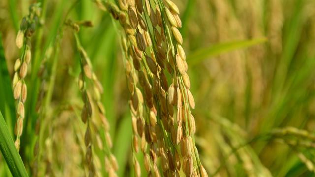 Buliran padi siap panen. (Foto: Liputan6.com/Muhamad Ridlo)