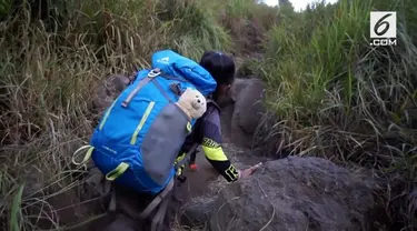 Devania Almira, gadis cilik asal Cimahi makin dikenal namanya setelah berhasil menaklukkan sembilan gunung di Indonesia.