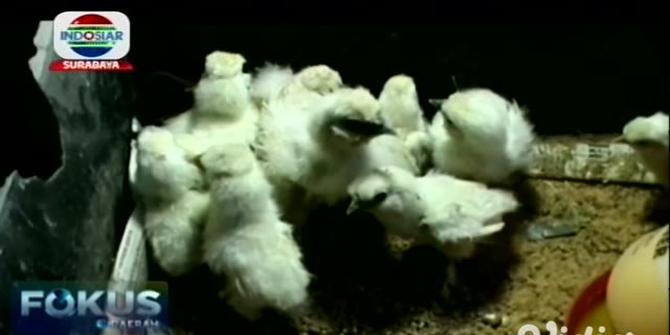 VIDEO: Warga Sidoarjo Raup Untung Besar Berkat Beternak Ayam Hias
