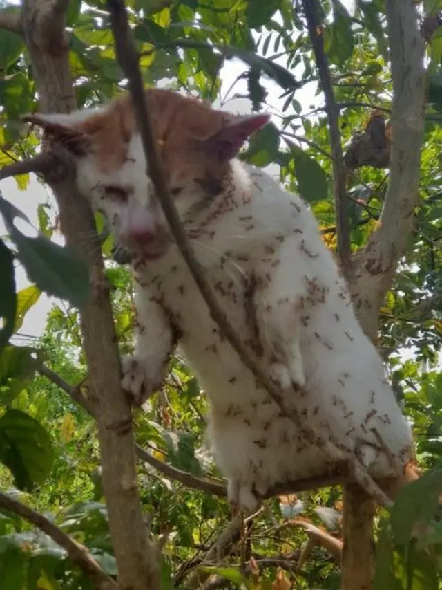 Kasihan, Kucing Ini Dikerumuni Semut Merah Usai Panjat Pohon Hindari Anjing