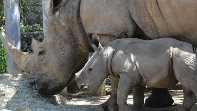 Bayi badak putih selatan berusia 29 hari terlihat bersama induknya A-ju di sebuah kandang di Kebun Binatang Leofoo Village, Taiwan, Selasa (6/8/2019). Petugas kebun binatang akan memberi kesempatan kepada publik untuk menamai bayi badak jantan yang lahir pada Juli 2019 lalu tersebut. (Sam YEH / AFP)
