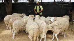 Seorang pria bekerja di sebuah kios penjualan domba kurban menjelang Hari Raya Idul Adha di Aljir, Aljazair, Minggu (12/7/2020). (Xinhua)