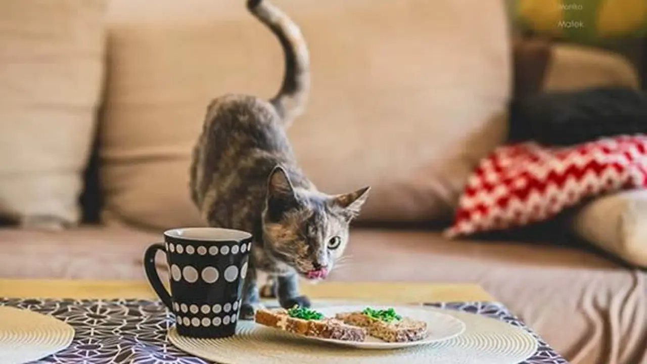 Kumpulan 17 Kucing yang Meski Cacat Namun Tetap Menggemaskan
