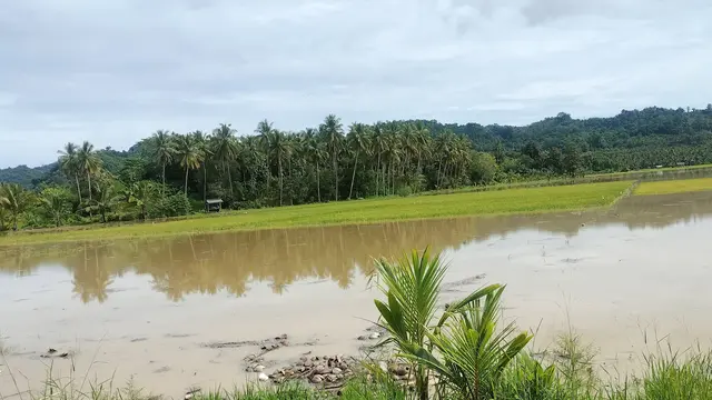 Banjir di Deaa Tongkoseng Kabupaten Bombana, merendam lahan pertanian warga.