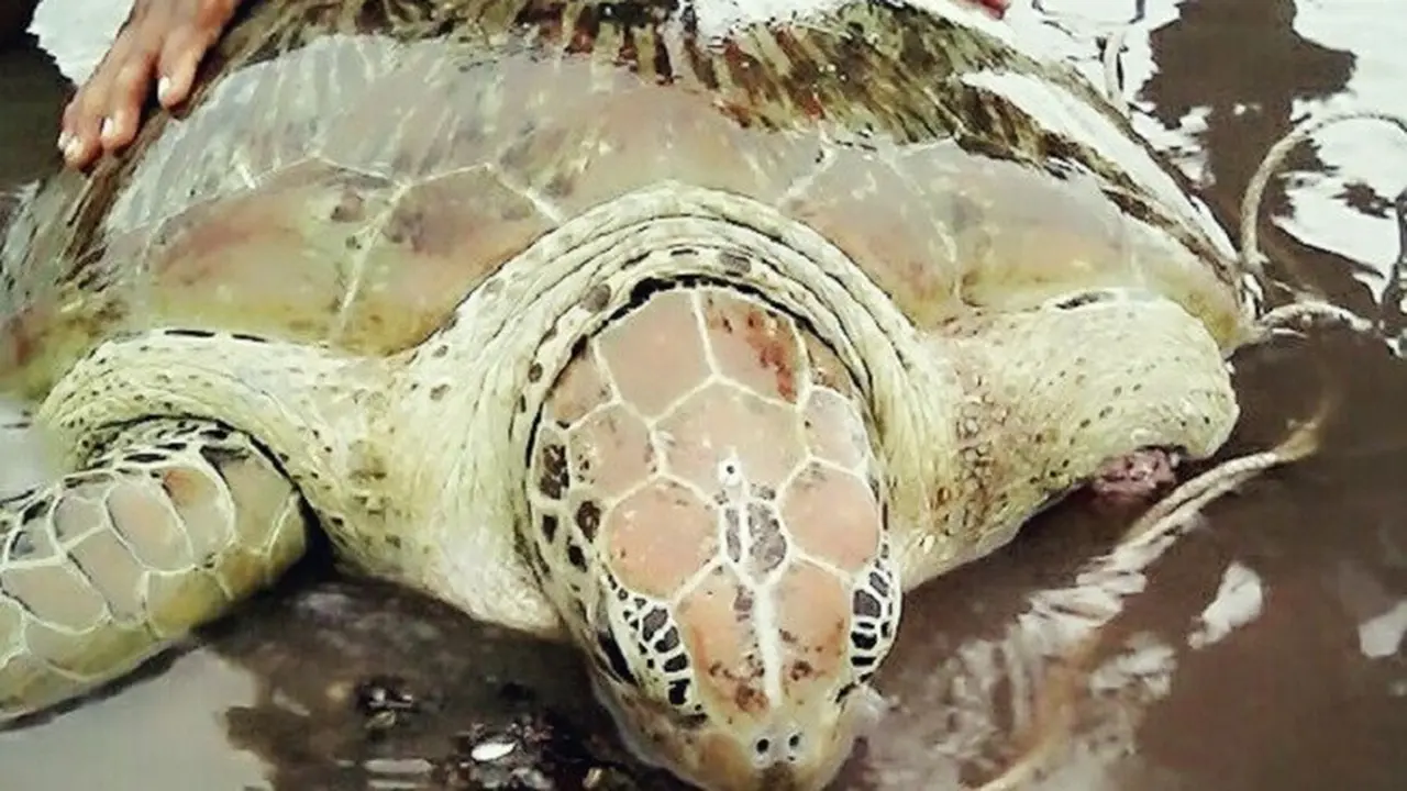 Kembalinya Penyu Hijau Korban Salah Tangkap Nelayan ke Laut Lepas