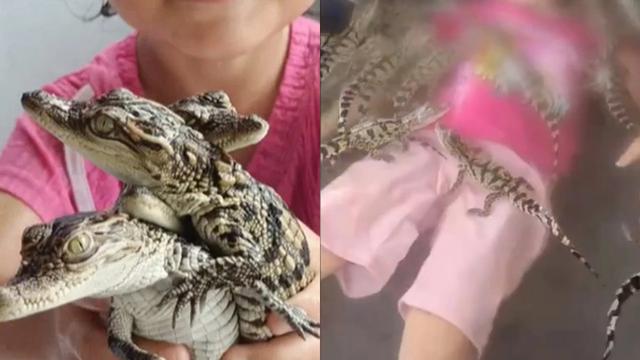 Balita Rebahan Bareng Buaya