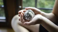 Ada Hamster Jago Trading Kripto, Lebih Cuan dari Manusia