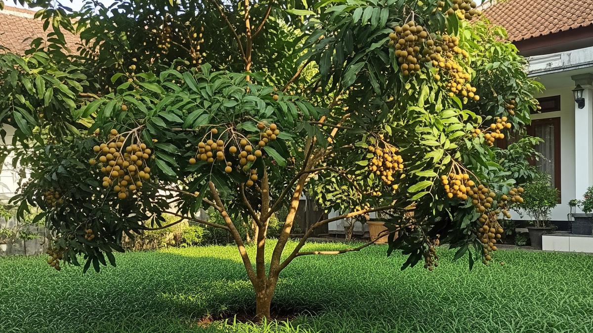 7 Pohon Buah yang Cocok untuk Halaman Rumah dengan Rumput Gajah Mini, Minim Risiko Rusak Fondasi