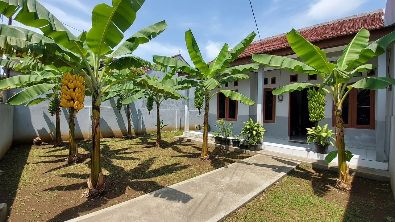 Jenis Pohon Pisang Pendek untuk Lahan Terbatas Model Pisang Mas