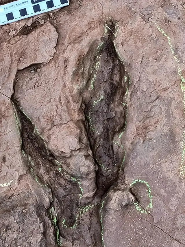 Ahli Paleontologi Temukan Jejak Dinosaurus di China, Diduga Raptor Terbesar di Dunia