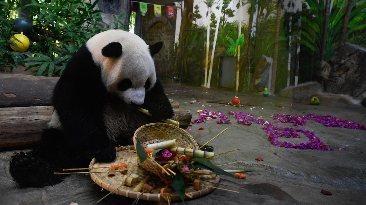 FOTO: Tingkah Panda Raksasa di Kebun Raya dan Taman Margasatwa Tropis ...