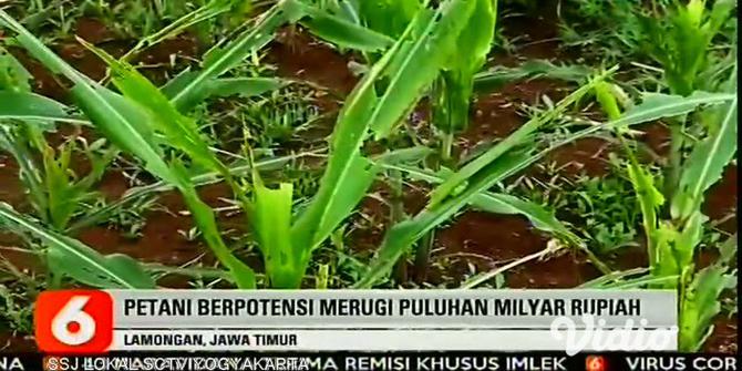 VIDEO: Ulat Graya Serang  Lahan Jagung di Brondong Lamongan
