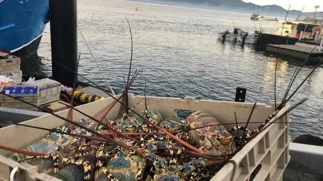 Lobster dari Australia terhambat masuk ke China.