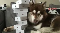 Tajir, Pria Ini Belikan 8 Unit iPhone 7 untuk Anjingnya