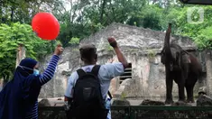 Pengunjung memberi makan gajah di  Taman Margasatwa Ragunan (TMR), Jakarta, Sabtu (23/10/2021). Mulai hari ini TMR ragunan dibuka untuk umum dengan menerapkan protokol kesehatan yang ketat. (merdeka.com/Arie Basuki)
