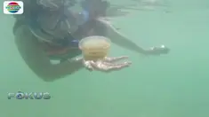 Pemandangan danau luas terlihat jernih dengan ribuan ubur-ubur cantik.