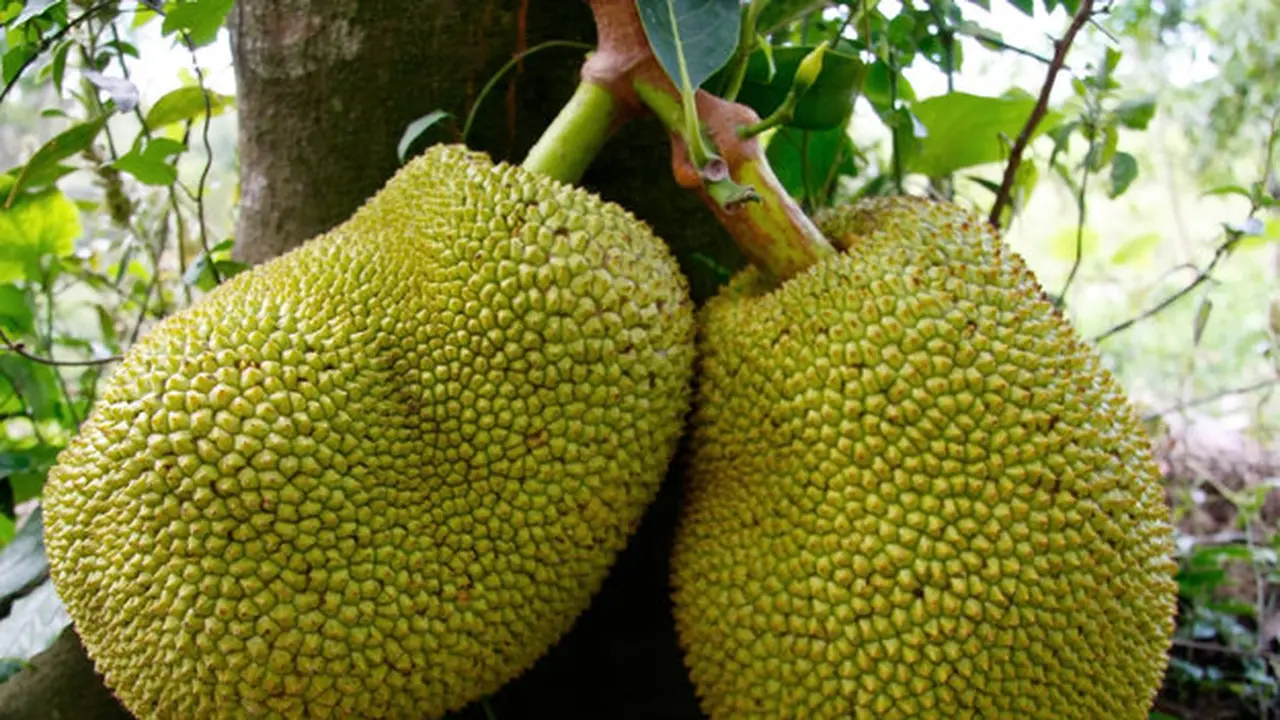 Nangka Muda