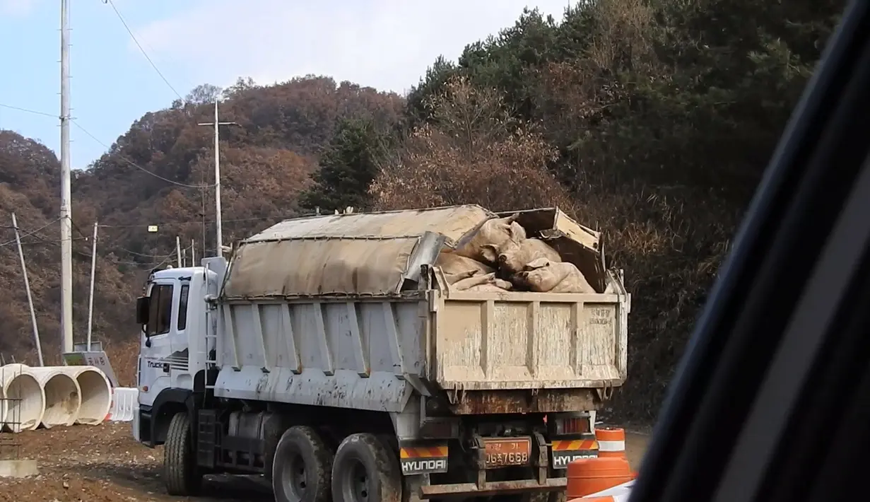 Gambar yang diambil pada 11 November 2019, bangkai babi yang menumpuk di sebuah truk di daerah Yeoncheon dekat perbatasan Korea Selatan-Korea Utara. Pihak berwenang Korsel telah memusnahkan 47.000 babi untuk menghentikan penyebaran demam babi Afrika (ASF). (Yeoncheon Imjin River Civic Network/AFP)