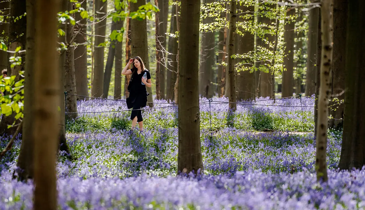 Seorang wanita berjalan di antara bunga bluebell yang bermekaran di hutan Hallerbos, Belgia, Kamis (19/4). Sekilas, mekarnya bunga yang hanya terdapat di beberapa negara Eropa itu bagai permadani biru yang menghampar luas. (AP/Geert Vanden Wijngaert)