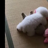 Anjing ini pandai menyamar 