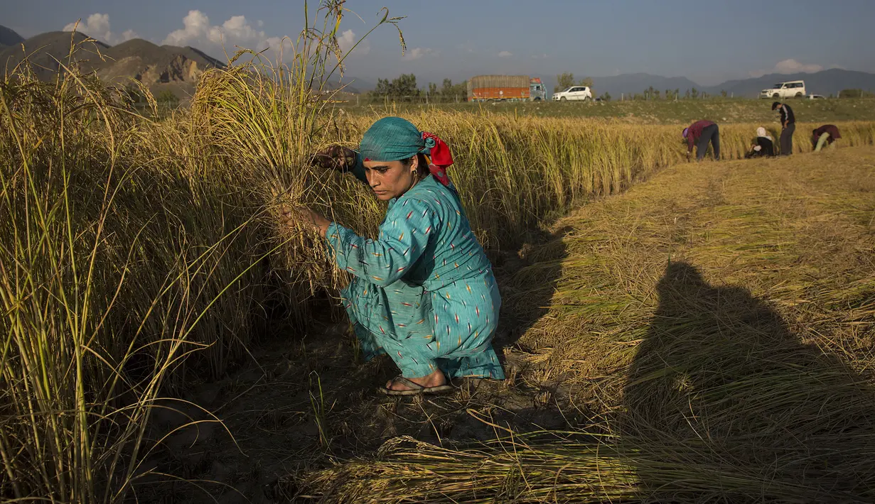 Sejumlah petani memanen padi di sebuah sawah di Desa Awantipora, Distrik Pulwama dekat Kota Srinagar, Kashmir yang dikuasai India (23/9/2020). (Xinhua/Javed Dar)