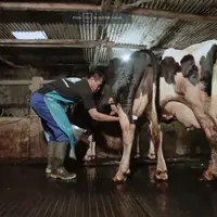 Di Tengah Wabah PMK, Perkuat Ketahanan Pangan Bangsa dengan Bangkitkan Kiprah Peternak Sapi Perah Lokal Bisa Jadi Solusi, credit: Greenfields