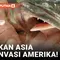 Bila ikan gabus lazim ditemui di Indonesia dan sering dimasak serta disantap, maka ikan ini sangat asing bagi warga Amerika Serikat. Ikan inipun tadinya tidak ditemui di AS, dan lepas ke perairan Amerika sebagai satwa invasif yang dikhawatirkan meman...