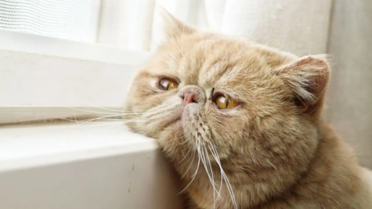 Nggak Cuma Manusia, Kucing Juga Bisa Murung Jika Sedang Kangen