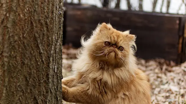 Persian Cat