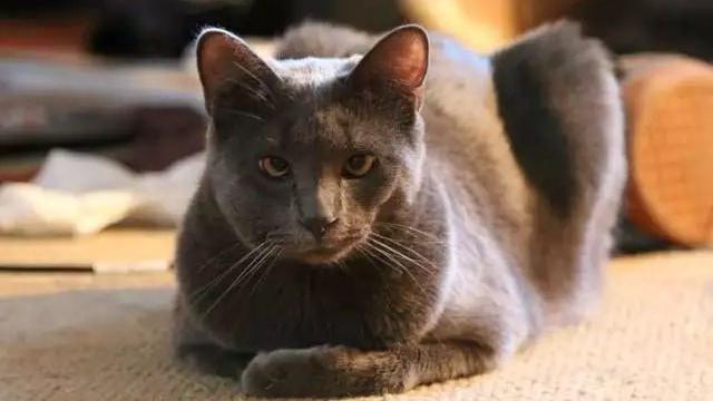 8 Potret Hewan Usai Disengat Lebah Ini Bikin Kasihan Sekaligus Lucu