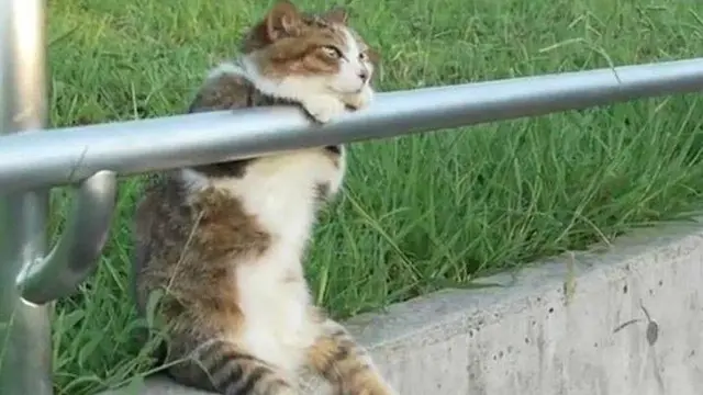 10 Potret Lucu Pose Kucing saat Duduk Ini Bikin Gemas