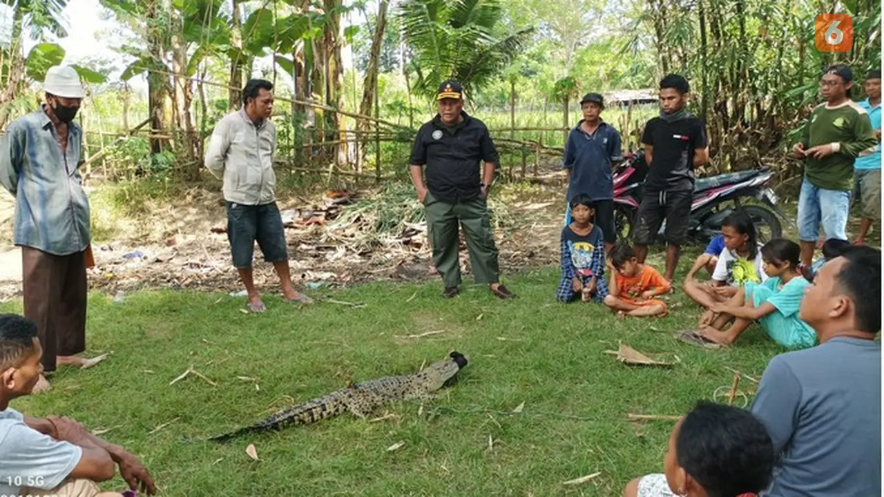 Buaya yang ditangkap nelayan danau limboto langsung dievakusi BKSDA Gorontalo (Arfandi/Liputan6.com)