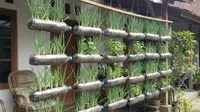 Cara Membuat Kebun Bawang Daun dari Botol Plastik Gantung untuk Dapur Modern