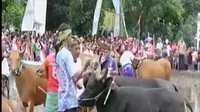 VIDEO: Tradisi Unik Malean Sapi di Lombok