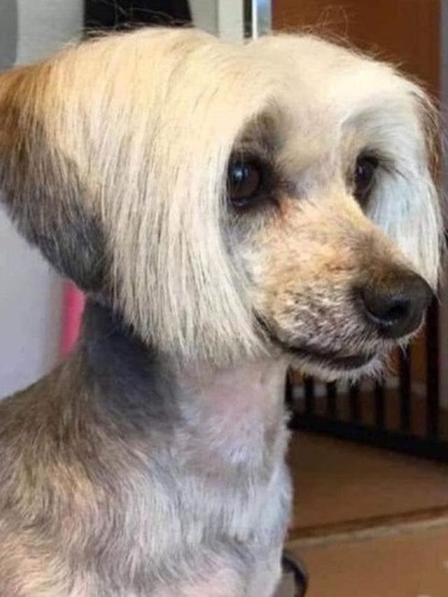 rambut anjing unik