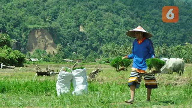 aktivitas petani di Kabupaten Sigi
