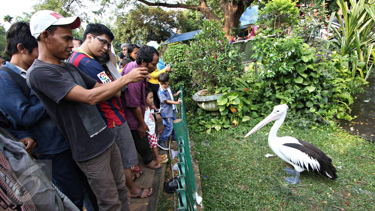 20160101-Awal 2016, Jumlah Pengunjung Ragunan Meningkat 