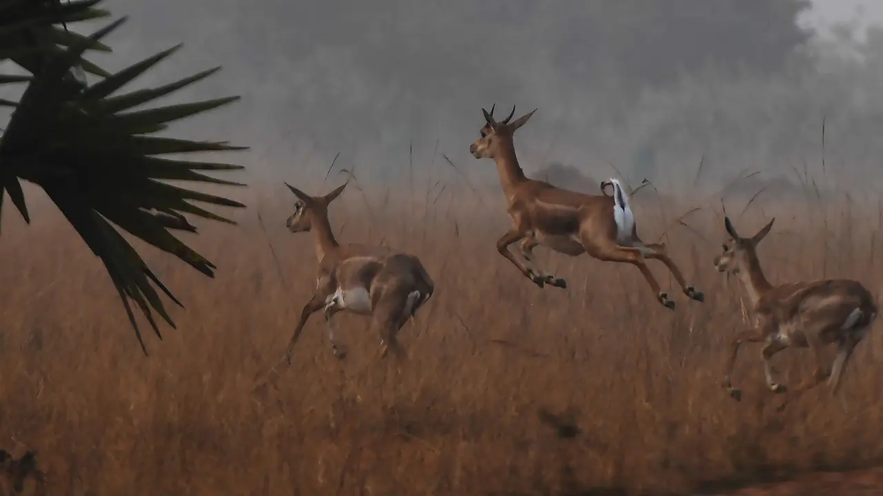 Blackbucks